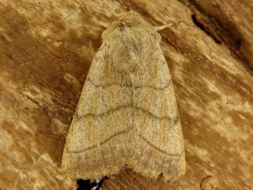 Treble Lines - Charanyca trigrammica