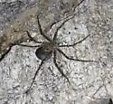 Trechalea gertschi - photo 3