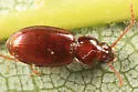 Trechus apicalis