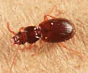 Trechus apicalis - photo 3