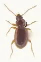Trechus apicalis - photo 4
