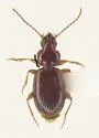 Trechus apicalis - photo 5