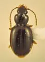 Trechus barberi