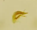 Trechus barberi - photo 2