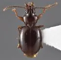 Trechus cumberlandus