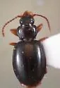 Trechus hydropicus