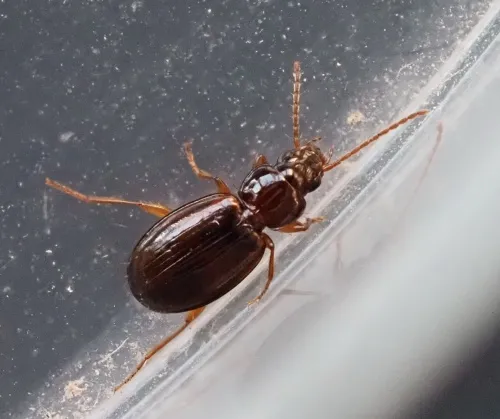 Trechus obtusus