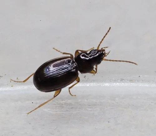 Trechus obtusus - photo 2