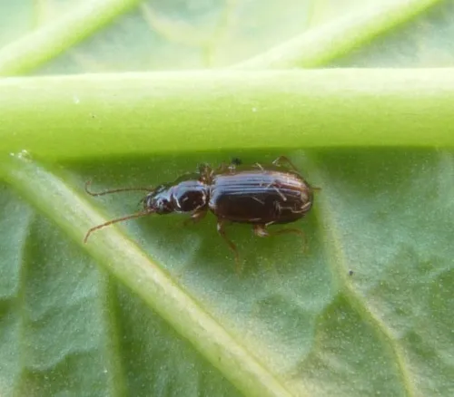 Trechus obtusus - photo 3