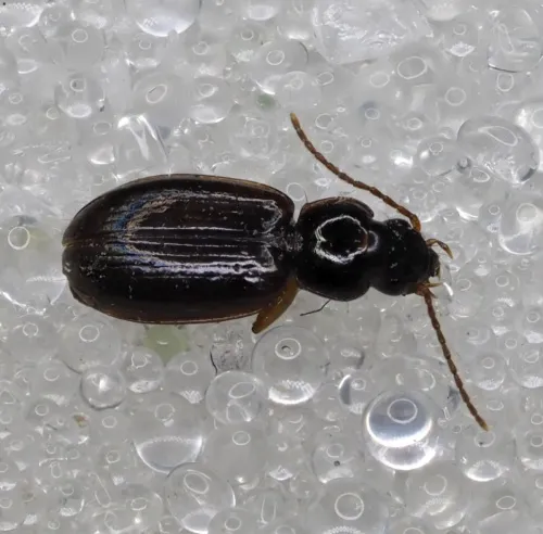 Trechus obtusus - photo 4