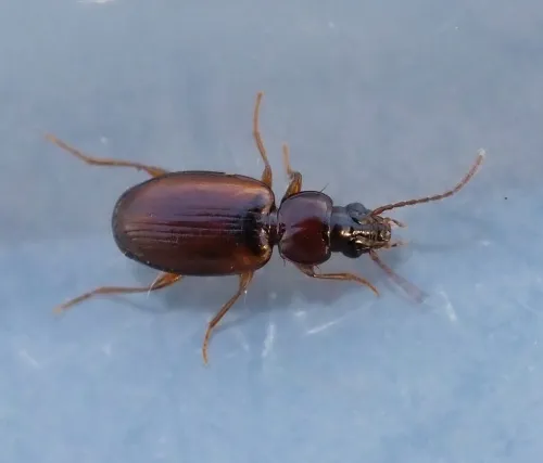 Trechus quadristriatus