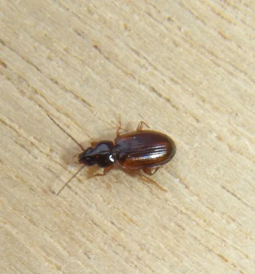 Trechus quadristriatus - photo 8