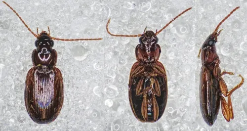 Trechus quadristriatus - photo 3
