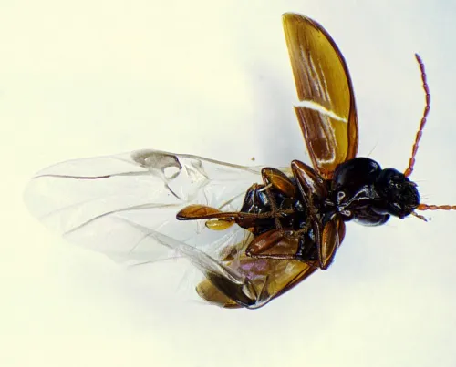 Trechus quadristriatus - photo 4