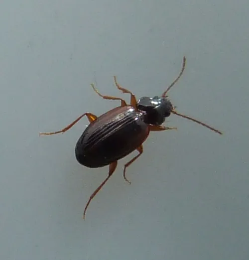 Trechus quadristriatus - photo 6