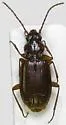 Trechus rubens - Trechus rubens