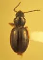 Trechus vandykei - Trechus vandykei