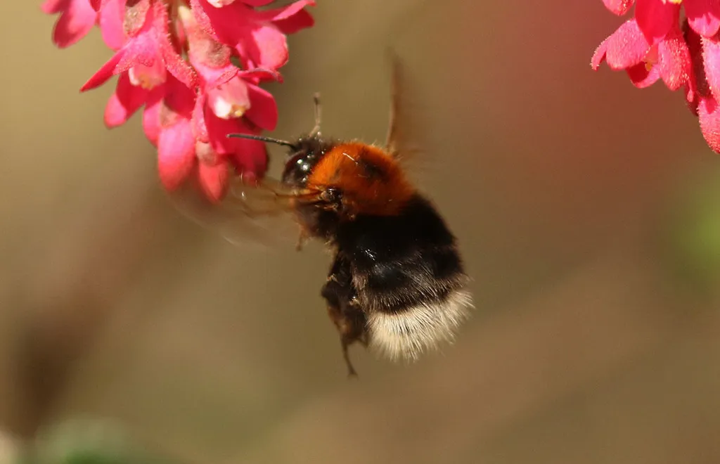 Tree Bumblebee - photo 2