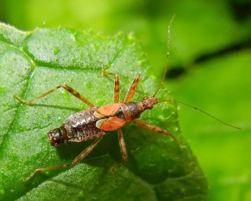 Tree Damsel Bug