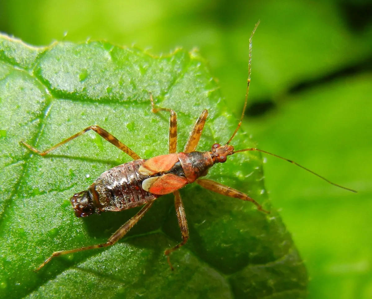 Tree Damsel Bug - photo 3