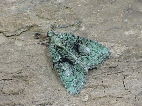 Tree-lichen Beauty