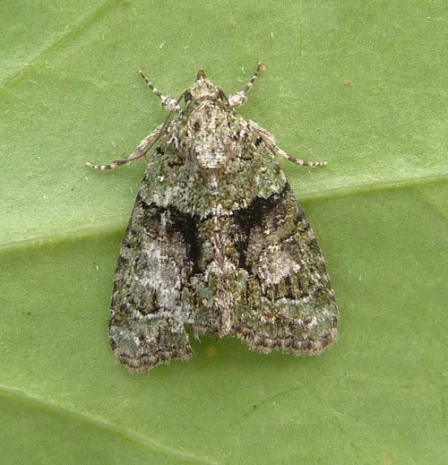 Tree-lichen Beauty - photo 3