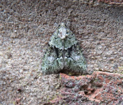 Tree-lichen Beauty - photo 4