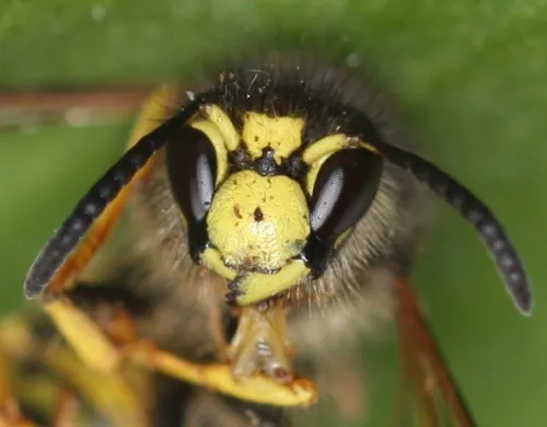 Tree Wasp - photo 2