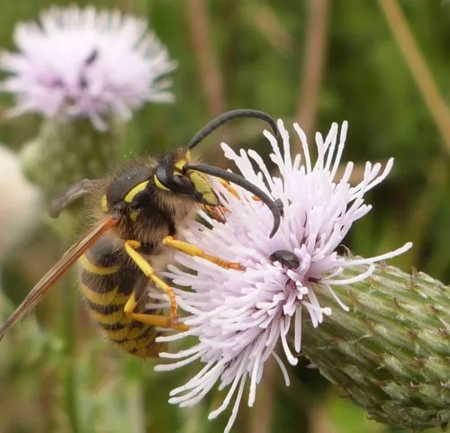 Tree Wasp - photo 3