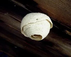 Tree Wasp - photo 4