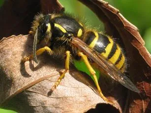 Tree Wasp - photo 5