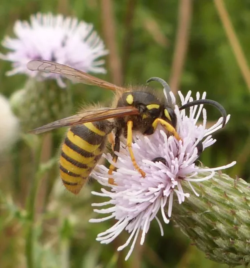 Tree Wasp - photo 6