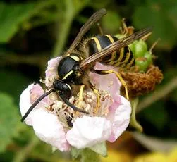 Tree Wasp - photo 7