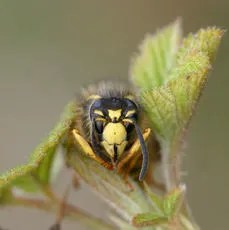 Tree Wasp - photo 8