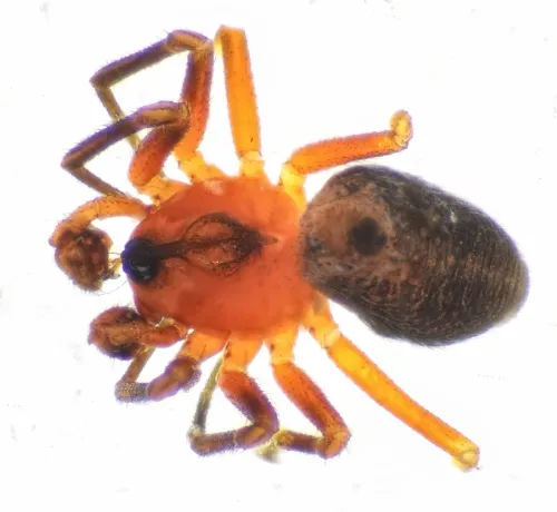 Trematocephalus cristatus