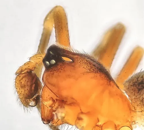 Trematocephalus cristatus - photo 2