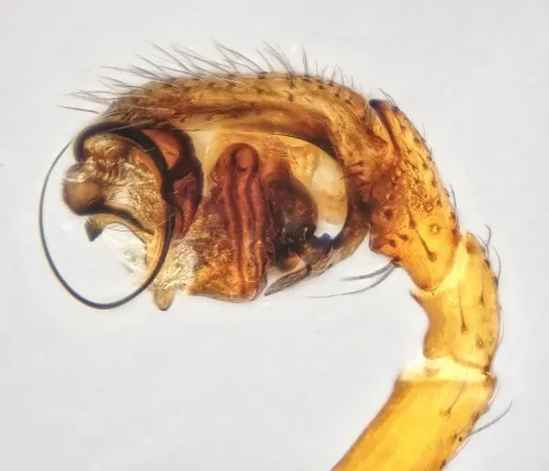 Trematocephalus cristatus - photo 3