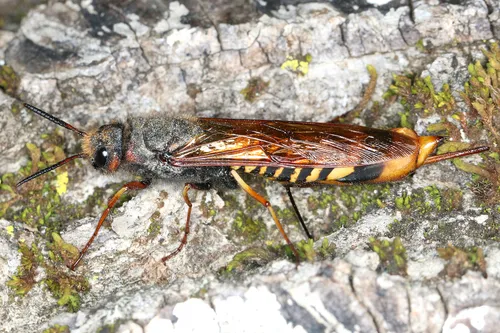 Dark-horned Trembling Woodwasp