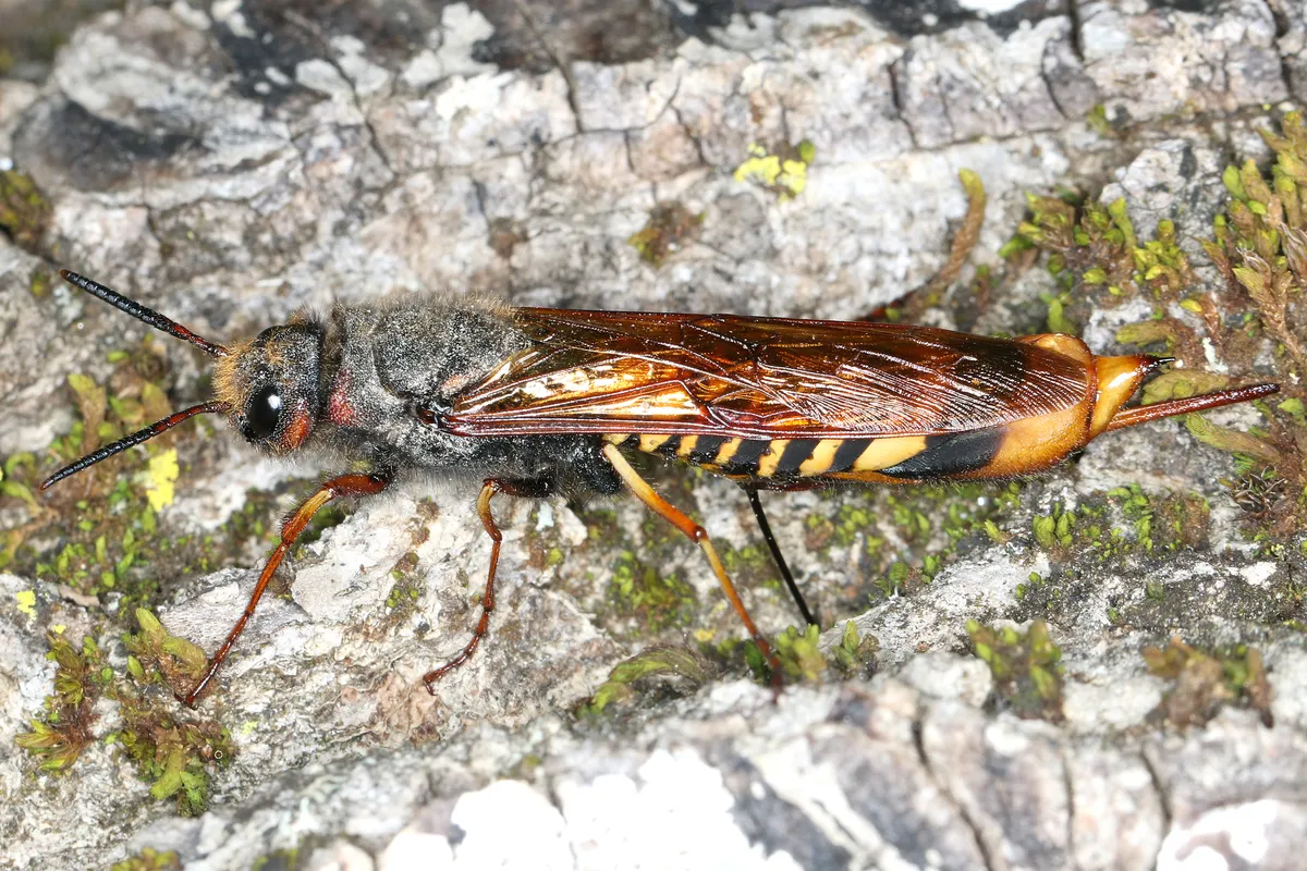 Dark-horned Trembling Woodwasp - photo 3