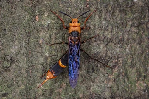 Tremex longicollis