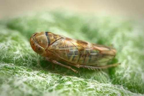 Tremulicerus distinguendus