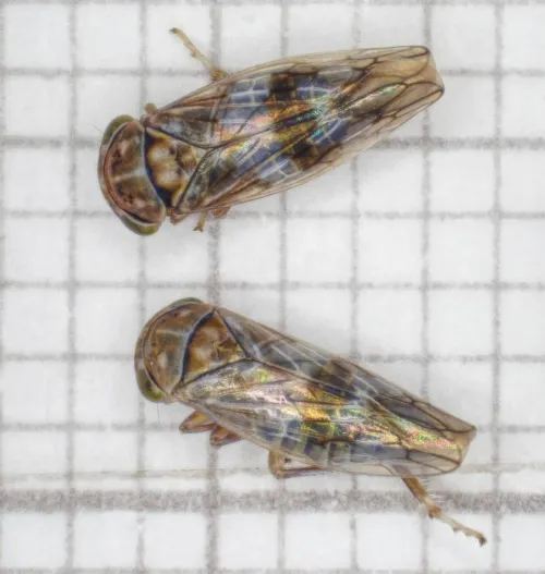 Tremulicerus distinguendus - photo 2