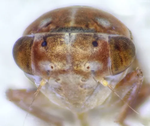 Tremulicerus distinguendus - photo 3
