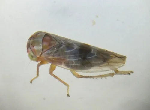 Tremulicerus distinguendus - photo 4