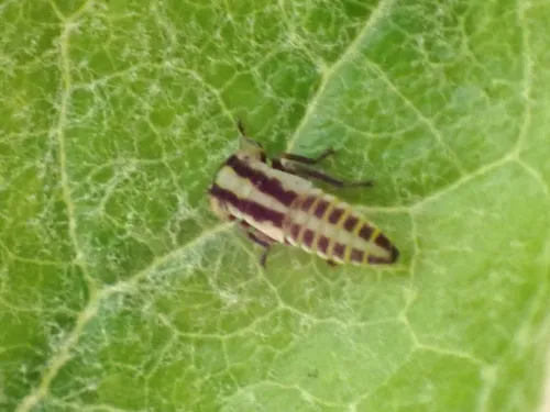Tremulicerus distinguendus - photo 8