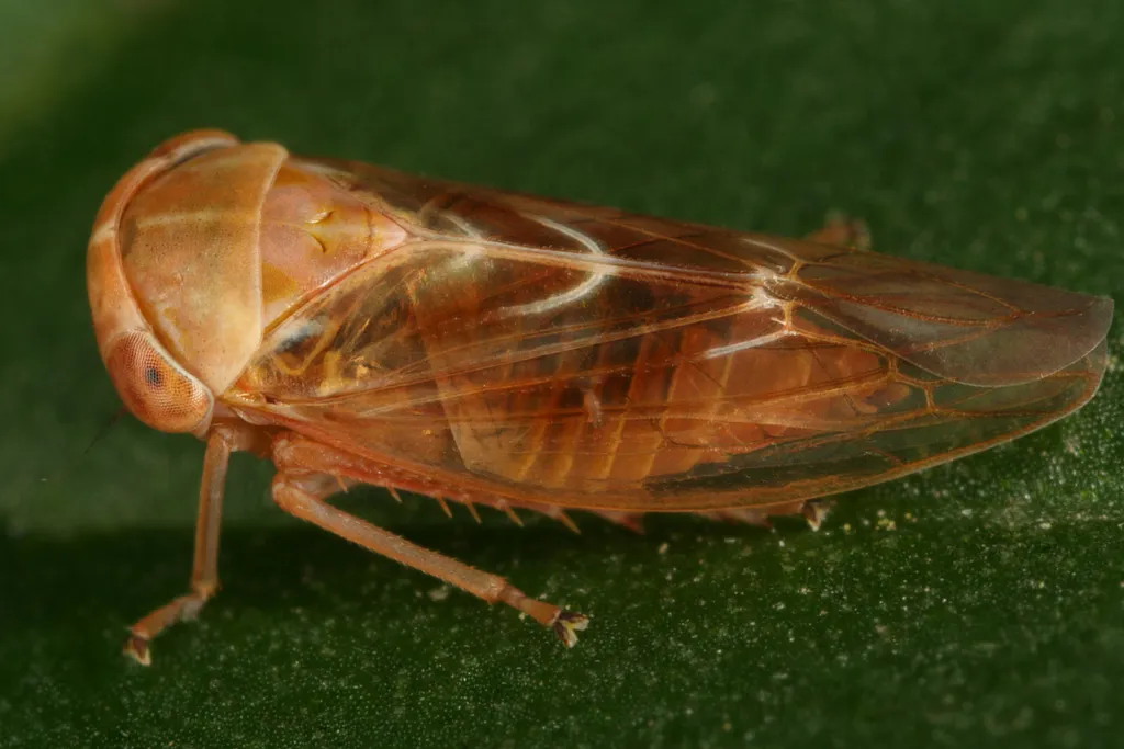Tremulicerus fulgidus - photo 2