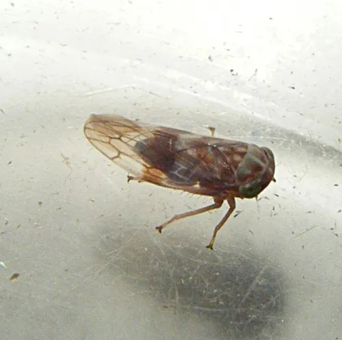 Tremulicerus tremulae - photo 2