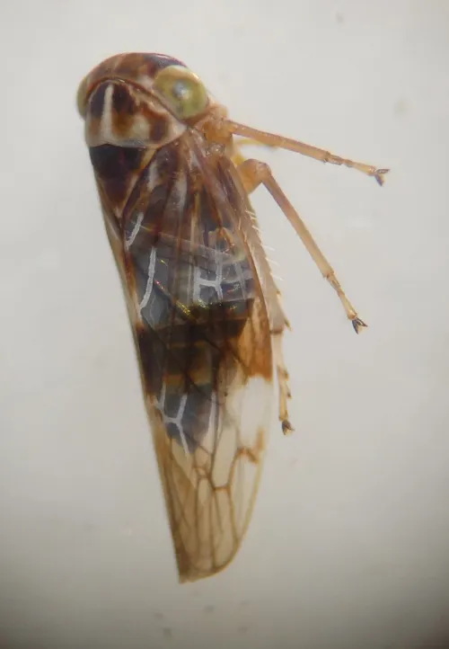 Tremulicerus tremulae - photo 3