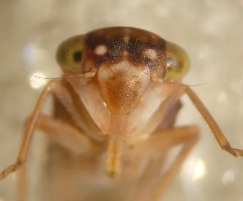 Tremulicerus tremulae - photo 4