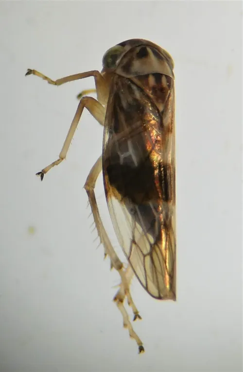 Tremulicerus tremulae - photo 5